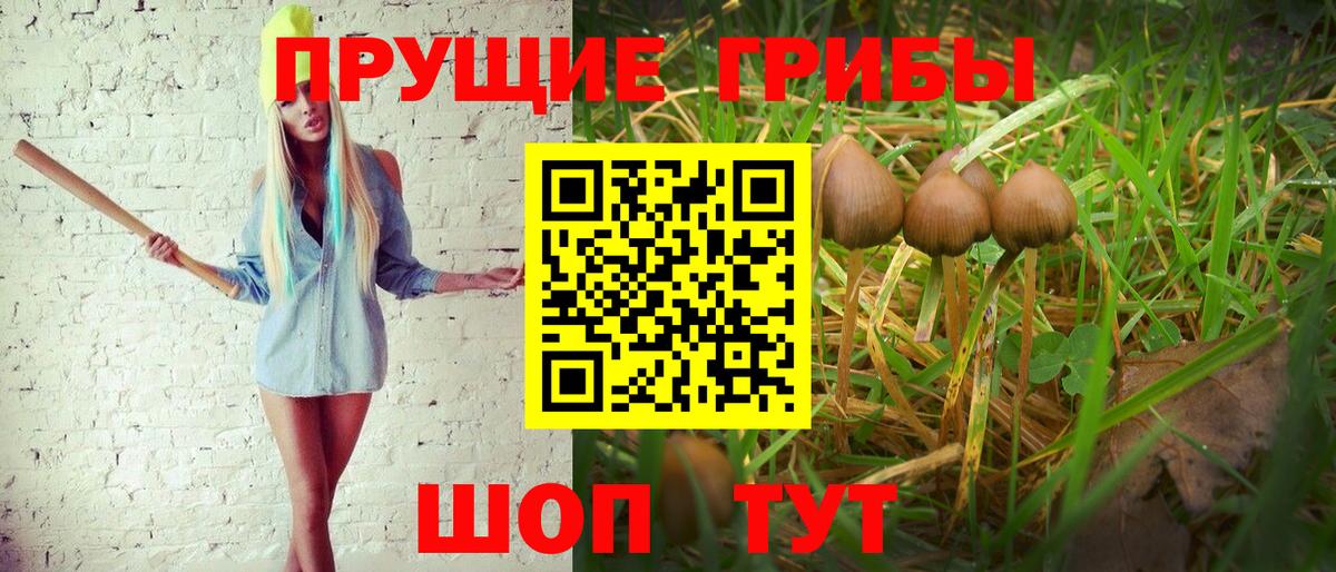 где найти   Звенигород  Псилоцибиновые грибы Psilocybine cubensis 